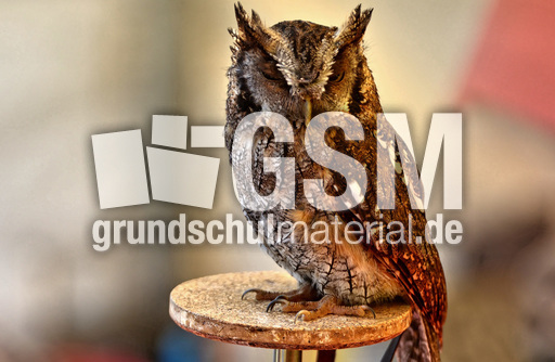 Choliba-Kreischeule (03).jpg